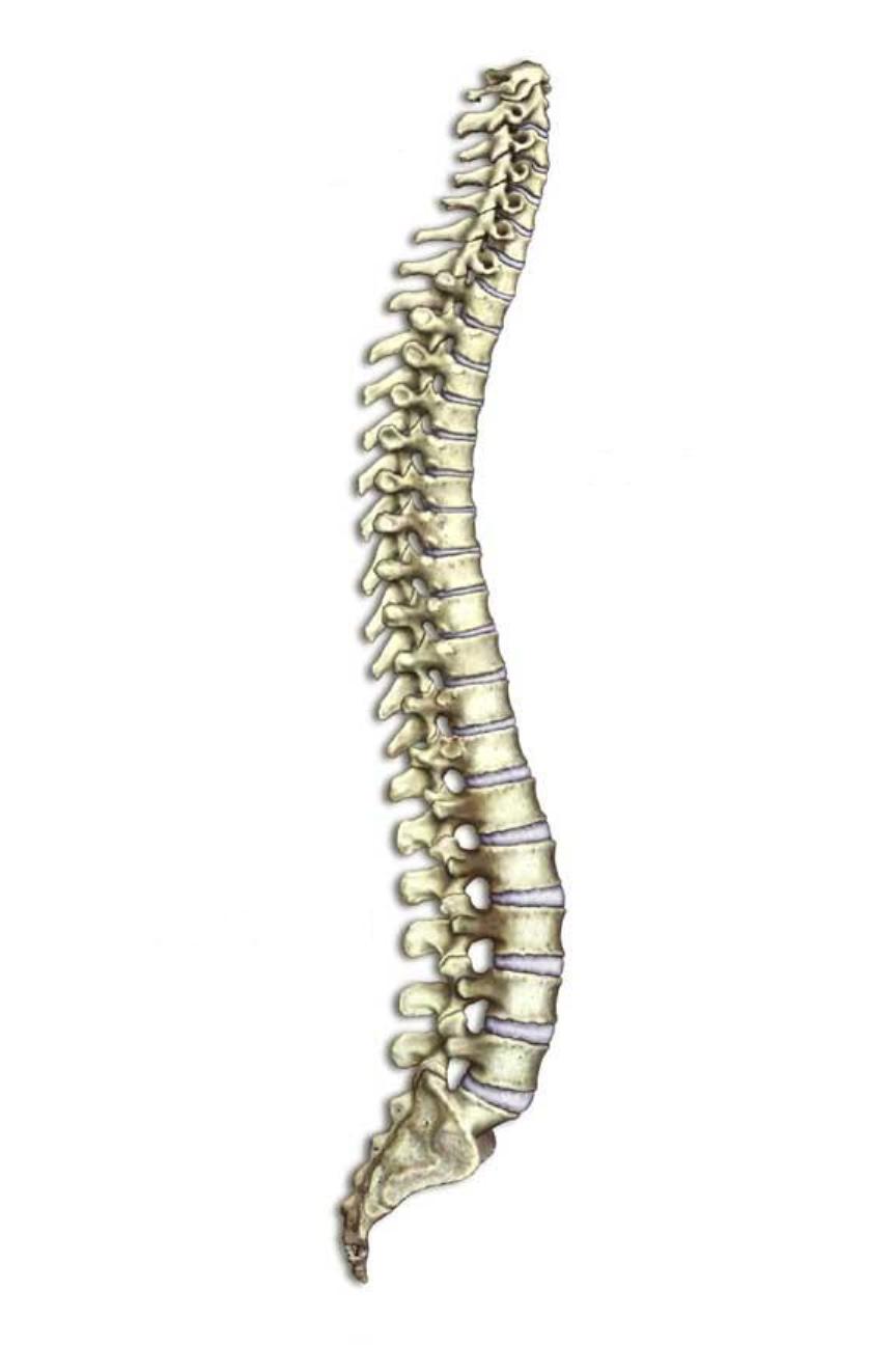 Strong Spine, Young Spine